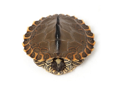 Pearl River Map Turtle For Sale,